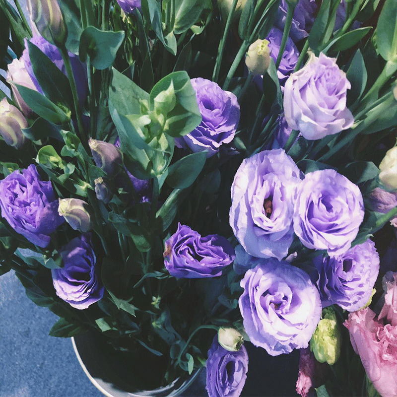 新鲜桔梗    桔梗鲜花    支